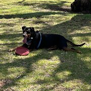 Home Owner wanting sitter in Tuggeranong, Australian Capital Territory