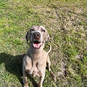 Home Owner wanting sitter in , Western Australia