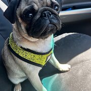 Home Owner wanting sitter in , Western Australia