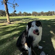 Home Owner wanting sitter in , Western Australia
