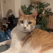 Home Owner wanting sitter in Melbourne , Victoria