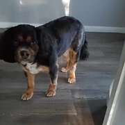 Home Owner wanting sitter in Brisbane, Queensland