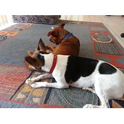 Home Owner wanting sitter in Parkwood, Queensland