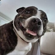 Home Owner wanting sitter in Brisbane, Queensland