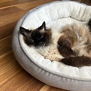 Home Owner wanting sitter in Melbourne, Victoria