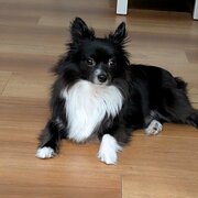 Home Owner wanting sitter in Adelaide, South Australia