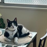 Home Owner wanting sitter in , Western Australia