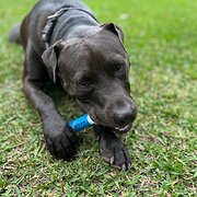 Home Owner wanting sitter in Sydney , New South Wales