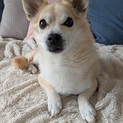 Home Owner wanting sitter in Wonthaggi (90 minutes to Melbourne), Victoria