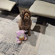 Home Owner wanting sitter in , South Australia