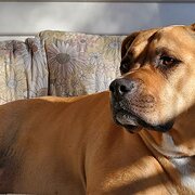 Home Owner wanting sitter in Hobart , Tasmania