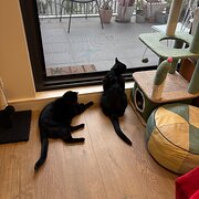 Home Owner wanting sitter in , New South Wales