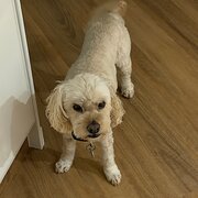 Home Owner wanting sitter in Brisbane , Queensland