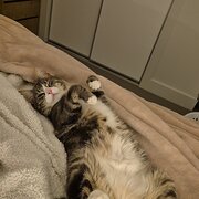 Home Owner wanting sitter in , South Australia