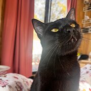 Home Owner wanting sitter in , Tasmania