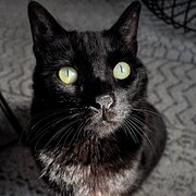 Home Owner wanting sitter in , New South Wales