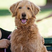 Home Owner wanting sitter in , Western Australia
