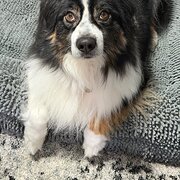 Home Owner wanting sitter in , Western Australia