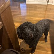 Home Owner wanting sitter in Melbourne CBD , Victoria