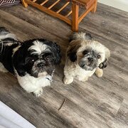 Home Owner wanting sitter in , Queensland
