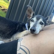 Home Owner wanting sitter in Gold Coast, Queensland