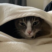 Home Owner wanting sitter in Hobart, Tasmania