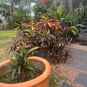 Home Owner wanting sitter in Darwin, Northern Territory