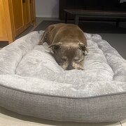 Home Owner wanting sitter in , Queensland