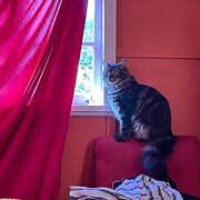 Home Owner wanting sitter in , Queensland