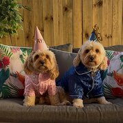 Home Owner wanting sitter in , Queensland