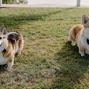 Home Owner wanting sitter in , Australian Capital Territory