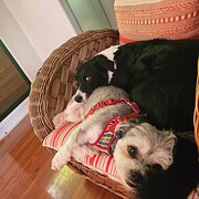 Home Owner wanting sitter in Kedron, Queensland