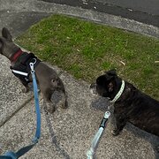 Home Owner wanting sitter in North Rocks, New South Wales