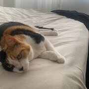 Home Owner wanting sitter in , New South Wales