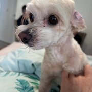 Home Owner wanting sitter in , Queensland