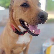 Home Owner wanting sitter in Darwin, Northern Territory