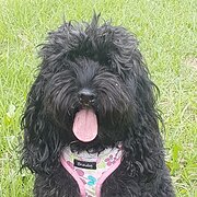 Home Owner wanting sitter in Wollongong, New South Wales