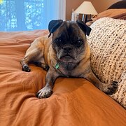 Home Owner wanting sitter in , New South Wales