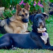 Home Owner wanting sitter in Townsville, Queensland
