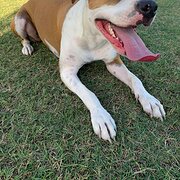 Home Owner wanting sitter in Perth, Western Australia
