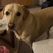 Home Owner wanting sitter in Wollongong, New South Wales