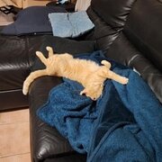 Home Owner wanting sitter in Holland Park West, Queensland