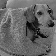 Home Owner wanting sitter in Sydney, New South Wales