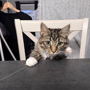Home Owner wanting sitter in , South Australia