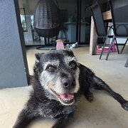 Home Owner wanting sitter in Sippy Downs, Queensland