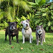 Home Owner wanting sitter in , Queensland