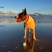 Home Owner wanting sitter in , New South Wales