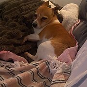 House Sitter - Colly Parton