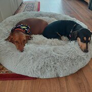 Home Owner wanting sitter in Gosford, New South Wales