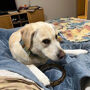 Home Owner wanting sitter in , South Australia
